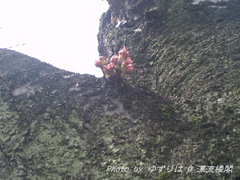 20100321-3.jpg