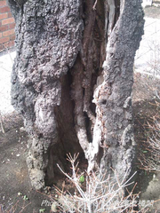 20100321-4.jpg