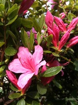 IMG_1459.JPG