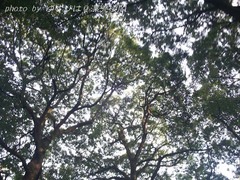 omiya8-10.jpg