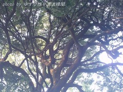 omiya8-11.jpg