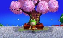 sakura-2.jpg