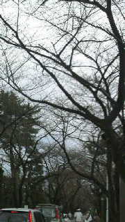 2009032013530000.jpg