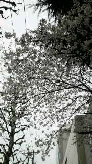 2009040416510000.jpg