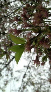 2009041217180000.jpg